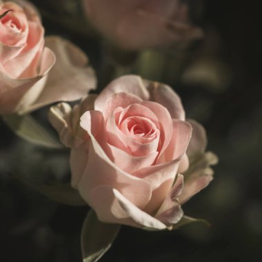 Yumuşak Pembe Güller Bağbozumu Açık Bahçe.