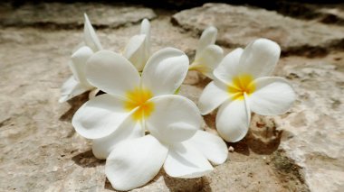 Meksika 'da güneşte kavrulan su tesisatları