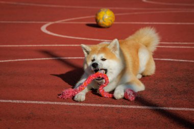 Dişi bir köpek Akita cinsi kırmızı zeminde yatar ve oyuncağını oynar..