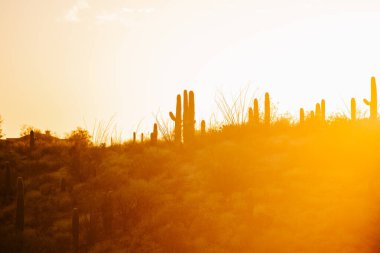 Saguaro Cacti Panorama Tucson 'da Ulusal Park, Arizona Sunset
