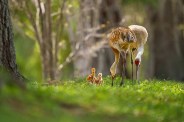 Yeşillik Doğal Yaşam Alanında Piliçlerle Kum Tepesi Crane Ailesi