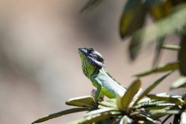 Sri Lanka Yeşil Ormanı Kertenkele güneşleniyor