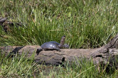 Olive Ridley Kaplumbağası Güneşi bekliyor