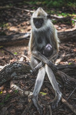 Anne maymun ve bebek maymun kamerama poz veriyor.