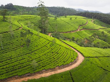 Havadan bakıldığında çay alanları