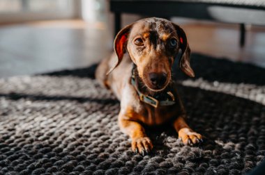 Sadık küçük Dachshund Refakatçisi Karanlık Örgü Halıda Dinleniyor