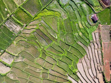 Tayland 'daki çeltik tarlalarının hava manzarası