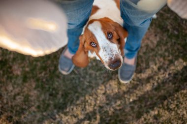Basset av köpeği şirin bir ifadeyle sahiplerinin bacaklarının arasına bakıyor.