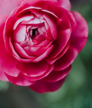 Bahçedeki pembe ranunculus çiçeğinin yapraklarını kapat..