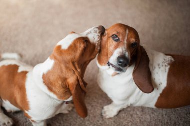 2 tane av köpeği halının üzerinde birbirini yalıyor.