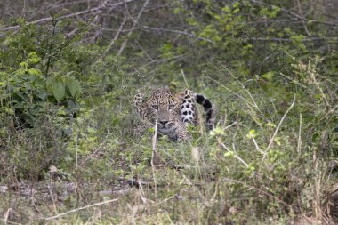 Sri Lankalı leopar ormanda bekliyor.