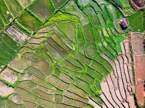 Tayland 'daki çeltik tarlalarının hava manzarası