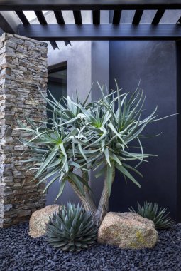 Bir Herkül Aloe kayalık çöl manzarasında