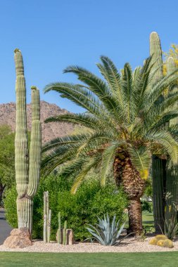 Çöl bahçesinde Saguaro kaktüsü ve palmiye ağacı