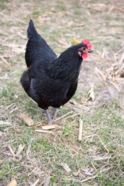 Siyah tavuk kuru çimlerin üzerinde duruyor..