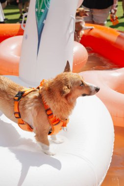 Köpekler canlı açık hava köpek parkı