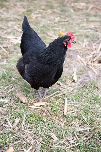 Siyah tavuk kuru çimlerin üzerinde duruyor..