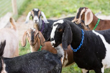 Bir grup keçi yeşil otlakta yan yana duruyor..