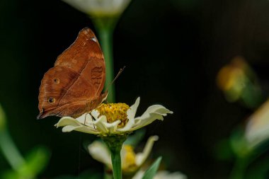 closeup kelebek çiçek (ortak kaplan kelebek)