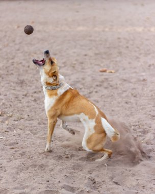 Enerjik köpek kumlu zeminde topu yakalamak için zıplıyor.