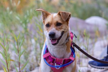 Açık hava yürüyüşü sırasında pembe koşumlu mutlu köpek.