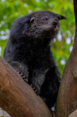Tapılası ikili yüz (Arctictis binturong).