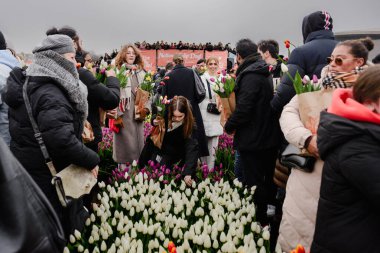 Amsterdam Ulusal Lale Günü 'nde lale toplayan turistler.