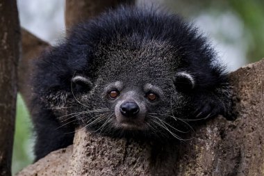 Tapılası ikili yüz (Arctictis binturong).