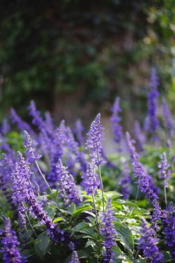Lavanta çiçekleri yemyeşil yapraklarla güneş ışığında çiçek açıyor.
