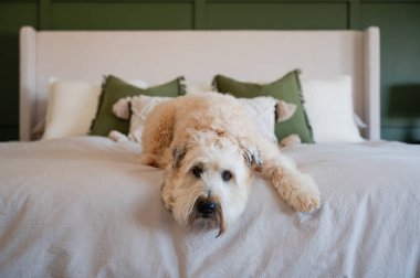 Şirin pofuduk köpek evde yatakta nötr bir yatak üzerinde yatıyor..