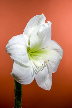 Kırmızı Arkaplanda Çiğ Damlaları Olan Beyaz Amaryllis Çiçeği