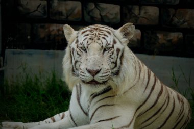 Beyaz kaplan ya da ağarmış kaplan, löstik bir pigmentasyondur.