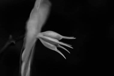 Çiçeklerin siyah beyaz yakın plan görüntüsü