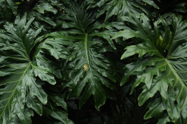 Bereketli Tropikal Philodendron Egzotik Yeşil Yeşillik Arkaplanı Bırakıyor.