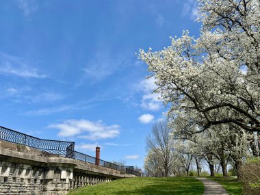 Tarihi taş köprü ve bahar yolu boyunca çiçek açan beyaz ağaçlar.