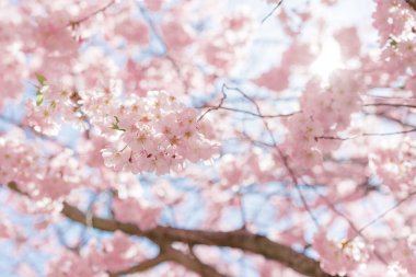 Yumuşak güneş ışığı ağaçtaki kiraz çiçeklerinin arasından süzülür..