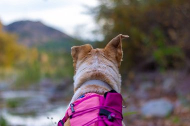 Pembe çantalı köpek ilerideki bulanık dağ manzarasına bakıyor.