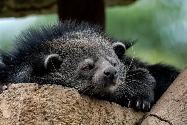 Tapılası ikili yüz (Arctictis binturong).
