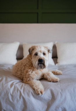 Şirin pofuduk köpek evde yatakta nötr bir yatak üzerinde yatıyor..