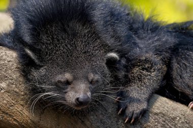 Tapılası ikili yüz (Arctictis binturong).