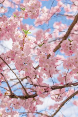 Yumuşak güneş ışığı ağaçtaki kiraz çiçeklerinin arasından süzülür..