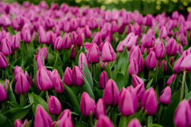 Amsterdam 'da Ulusal Lale Günü' nde Çiçek açan Mor laleler