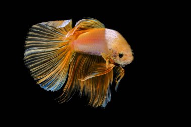 Sarı yarım ay kelebeği betta balığı