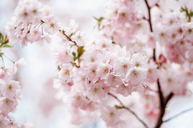 Bahar kiraz ağacı çiçekleri 5