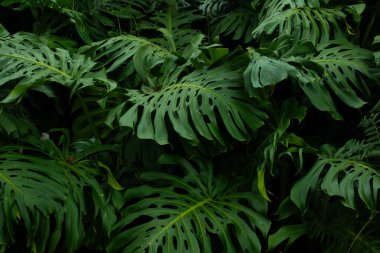 Monstera Deliciosa Yeşillik ve Tropikal Zarafet