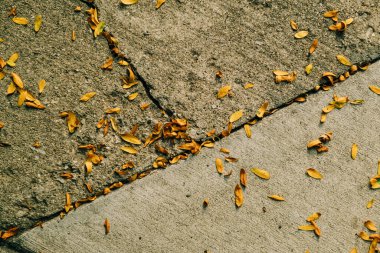 Sonbahar öğleden sonrasında dökülen yapraklar beton kaldırımlara saçılmış.