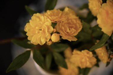 Lady Banks Gülleri 'nin yakın çekimi