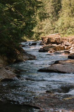 Sığ nehir, kayaların üzerinden orman kanyonuna akıyor.