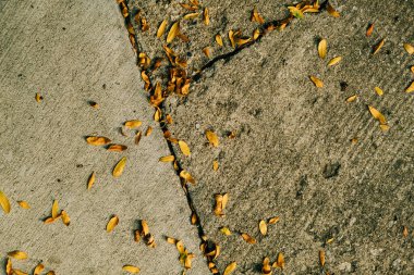 Parlak sarı yapraklar beton kaldırıma saçılmış.