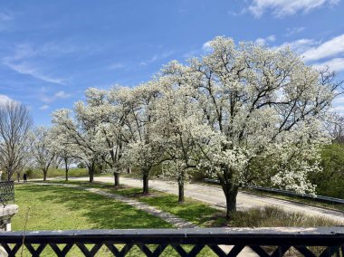 Parlak mavi gökyüzünün altında kıvrımlı yol boyunca çiçek açan beyaz ağaçlar.